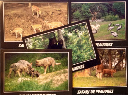 07 Safari Parc De Peaugres Lot 5 Cartes Loup Lion Ours Flamant  Daim Grue Ara - Other & Unclassified