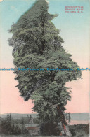 R167318 Dogwoodtree. Saanich Near Victoria. B. C. European Import. No. 114 - Monde