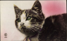 CPA Braun-weiße Katze, Tierportrait - Other & Unclassified
