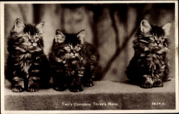 CPA Drei Junge Katzen, Tierportrait - Other & Unclassified