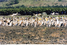 ISRAEL LES PELICANS FONT LEUR PELERINAGE CHAQUE ANNEE EN TERRE SAINTE N° 1 PHOTO DE PRESSE ANGELI - Places