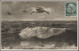 Ansichtskarte Nordseebad Borkum - Möwe Im Flug, Gelaufen Nach Dülmen - Unclassified