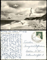 Ansichtskarte Insel Amrum Möwen In Der Brandung Im Naturschutzgebiet 1956 - Autres & Non Classés