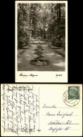 Ansichtskarte Schwetzingen Schlossgarten - Vogelbad 1954 - Schwetzingen