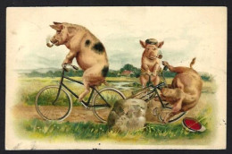 CPA Cochon Pig Position Humaine Cycle Vélo Circulé - Schweine