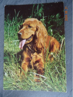 RASHOND - Honden