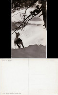 Ansichtskarte  Gruss Im Walde: Rehkitz Und Eichhörnchen Im Schnee 1965  - Autres & Non Classés