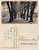Ansichtskarte Olbernhau Park Am Hotel Gerichtsschänke 1940  - Olbernhau