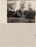 Ansichtskarte  Landschaft: Lichtung Mit Birken 1930 Privatfoto - Non Classés