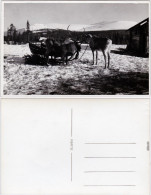 Ansichtskarte  Rentierschlitten 1930 Privatfoto - Autres & Non Classés