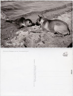 Ansichtskarte  Seltsame Begegnung Am Nordseestrand: Robbe Und Hund 1965  - Chiens