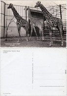 Basel Zoologischer Garten - Giraffen Foto Ansichtskarte  1965 - Andere & Zonder Classificatie