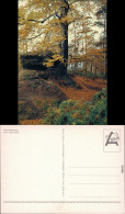 Wehlen Herbststimmung Ansichtskarte Xx 1990 - Bad Schandau