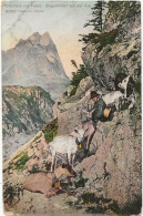 506 - Chévriers Sur L' Alpe - Viehzucht