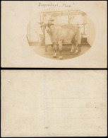 Ansichtskarte  Tiere Ziegenbock. Max. 1912 - Autres & Non Classés