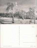 Ansichtskarte _Sachsen Winterzauber Im Erzgebirge 1965 - Autres & Non Classés