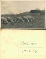 Foto Mürzsteg-Mürzzuschlag Schafherde - Landschaft 1938 Privatfoto - Autres & Non Classés