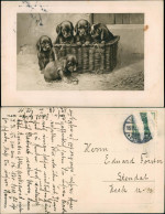 Ansichtskarte  Tiere - Hunde Welpen Im Korb Künstlerkarte 1917 - Chiens