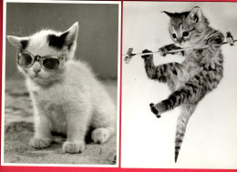 2 Cartes : Chat - Cat -katze -  Poes Met Zonnebril , Poes Aan Koord - Chats