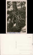Ansichtskarte Buckow (Märkische Schweiz) Prtie An Der Wurzelfichte 1954  - Buckow