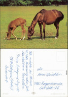 Ansichtskarte  Tiere - Pferde 1984 - Horses