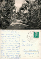 Wörlitz-Oranienbaum-Wörlitz Wörlitzer Park - Palmengarten Mit Floratempel 1964 - Autres & Non Classés