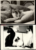 2 Cartes Chats -cats  -katzen - Poezen - Katten