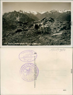 Ansichtskarte Igls Patscherkofel - Gipfel 2248 M Mit Rinder Und Panorama 1931 - Other & Unclassified