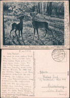 Ansichtskarte  Stimmungsbilder: Natur - Im Wald, Rehe 1942 - Other & Unclassified