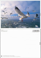 Ansichtskarte  Möwen über Dem Meer 2004 - Birds
