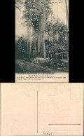 Ansichtskarte Kälberbronn -Pfalzgrafenweiler Die 4 Holländer - Bäume 1908  - Autres & Non Classés