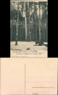 Ansichtskarte Kälberbronn -Pfalzgrafenweiler Winterpartie - Waldbank 1909  - Autres & Non Classés