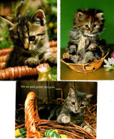 3 Cartes Chats Dans Panier -cats-katzen -poesjes In Mand - Cats