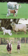 Ewe Lincoln Longwool Lamb Sheet Bagot Goats 3x Kent Farm Postcard S - Other & Unclassified
