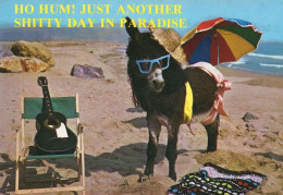 Phil Collins Of Genesis Donkey Beach Rock Guitar Comic Postcard - Autres & Non Classés