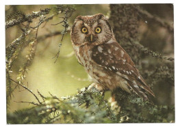 BOREAL OWL - Aegolius Funereus - FINLAND - - Vogels