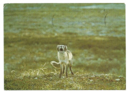 ARCTIC FOX - Vulpes Lagopus - FINLAND - - Autres & Non Classés