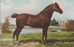 De Hackney Otto Erelmann Cheval Horse Pferde Paard Caballo Cavallo CHEVAUX Old Cpa. - Horses
