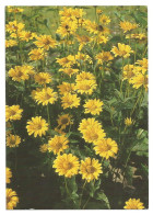 FALSE SUNFLOWER ( Heliopsis Helianthoides ) - FINLAND - - Fleurs