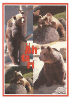 BEARS - ÄHTÄRI ZOO - FINLAND - - Bears