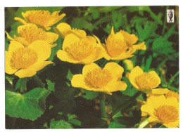 MARSH MARIGOLD ( Caltha Palustris ) - FINLAND - - Fleurs