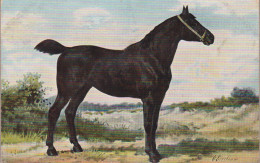 Irisch Horse Otto Erelmann Cheval Horse Pferde Paard Caballo Cavallo CHEVAUX Old Cpa. - Horses