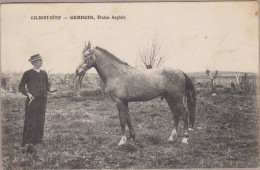 Colbert-Sétif Gerbois Cheval Horse Pferde Paard Caballo Cavallo CHEVAUX Old Cpa. - Pferde