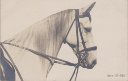 Kopfstudie Cheval Horse Pferde Paard Caballo Cavallo CHEVAUX Old Cpa. - Chevaux