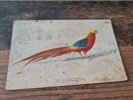 Postcard - Bird, Golden Pheasant, ZOO New York     (33097) - Oiseaux