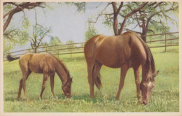 Stute & Fohlen Cheval Horse Pferde Paard Caballo Cavallo CHEVAUX Old Cpa. - Paarden