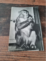 Postcard - Monkey     (33098) - Affen