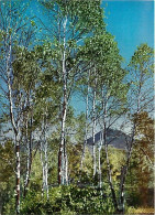 Japon - Birch-forest And Mount Tateshina - Carte Neuve - Nippon - CPM - Voir Scans Recto-Verso - Autres & Non Classés