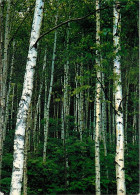 Japon - Forêt Japonaise - Voir Timbre Japonais - Nippon - CPM - Voir Scans Recto-Verso - Sonstige & Ohne Zuordnung