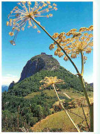 09 - Montségur - Le Château Cathare - Le Salut Des Ombellifères - CPM - Voir Scans Recto-Verso - Autres & Non Classés